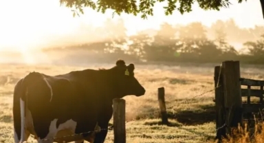 AB özel jetlerin çevre hasarını Hayvancılığa baskı ile kapatıyor