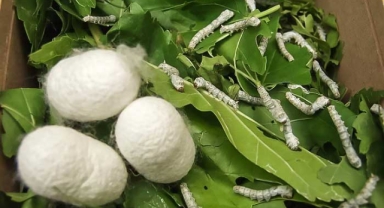 Mustafakemalpaşa'da İpek Böceği yetiştirmek isteyenlere ücretsiz destek