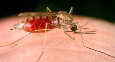 Deprem Bölgesinde Salgın Riski