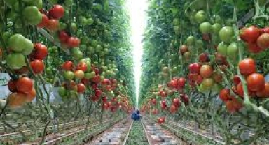 Domates İhracatı kan kaybediyor