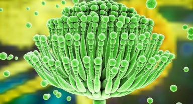 Aflatoksin Tehlikesi: Halk Sağlığını Tehdit Eden Gizli Zehir 