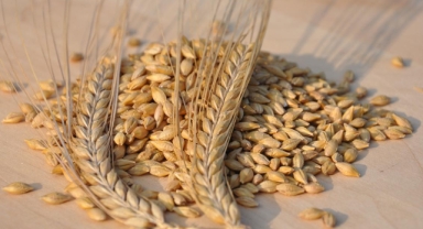 TMO’dan Yem Fiyatlarına Destek: Arpa ve Yulaf Satışları Başlıyor