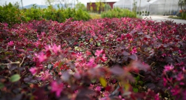 Bornova’da Bahar Hiç Bitmeyecek: Pınarbaşı Fidanlığı’ndan 100 Bin Çiçeklik Yeşil Dönüşüm