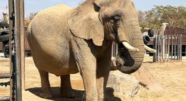 Fil Huzurevi: Barselona Hayvanat Bahçesi'nde Yaşlı Hayvanlara Onurlu Bir Emeklilik