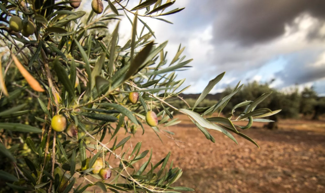 Zeytinliklerde Madencilik Krizi: Tartışmalı Yasa Resmi Gazete’de